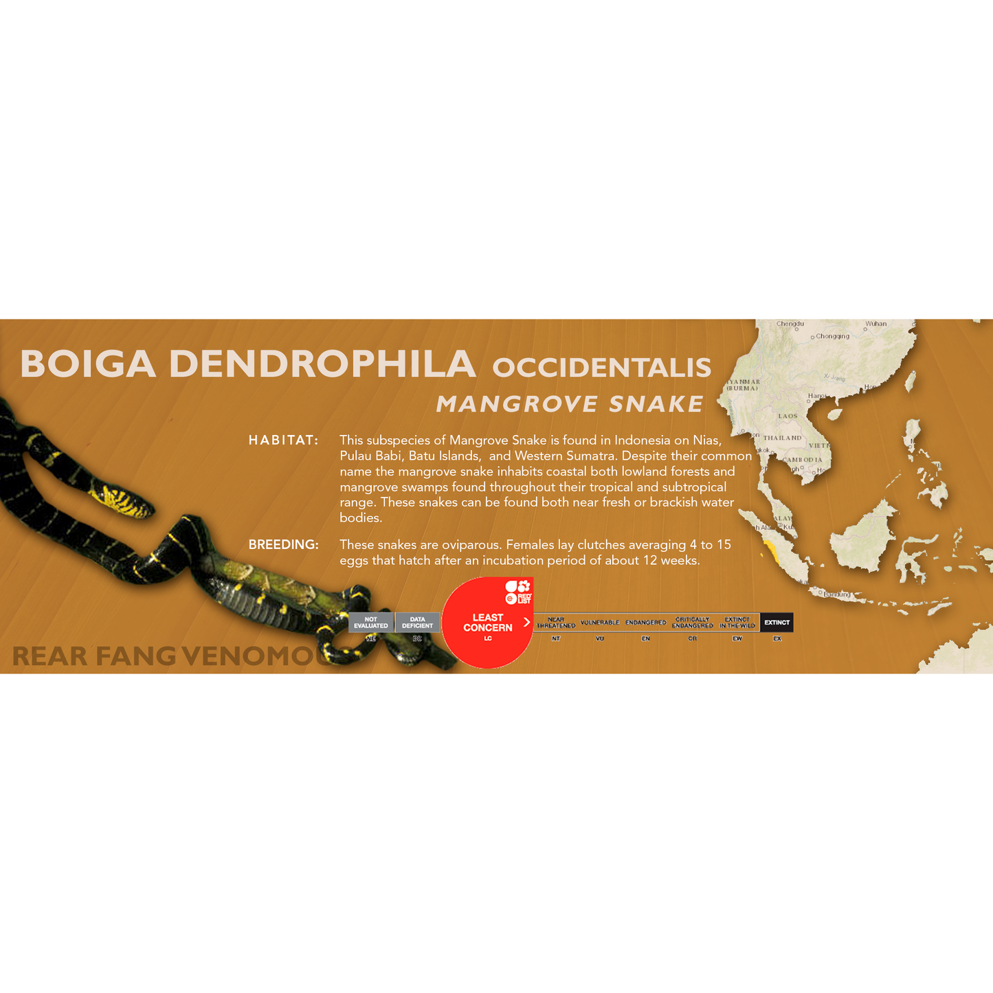 Mangrove Snake (Boiga dendrophila) Classic Vivarium Label