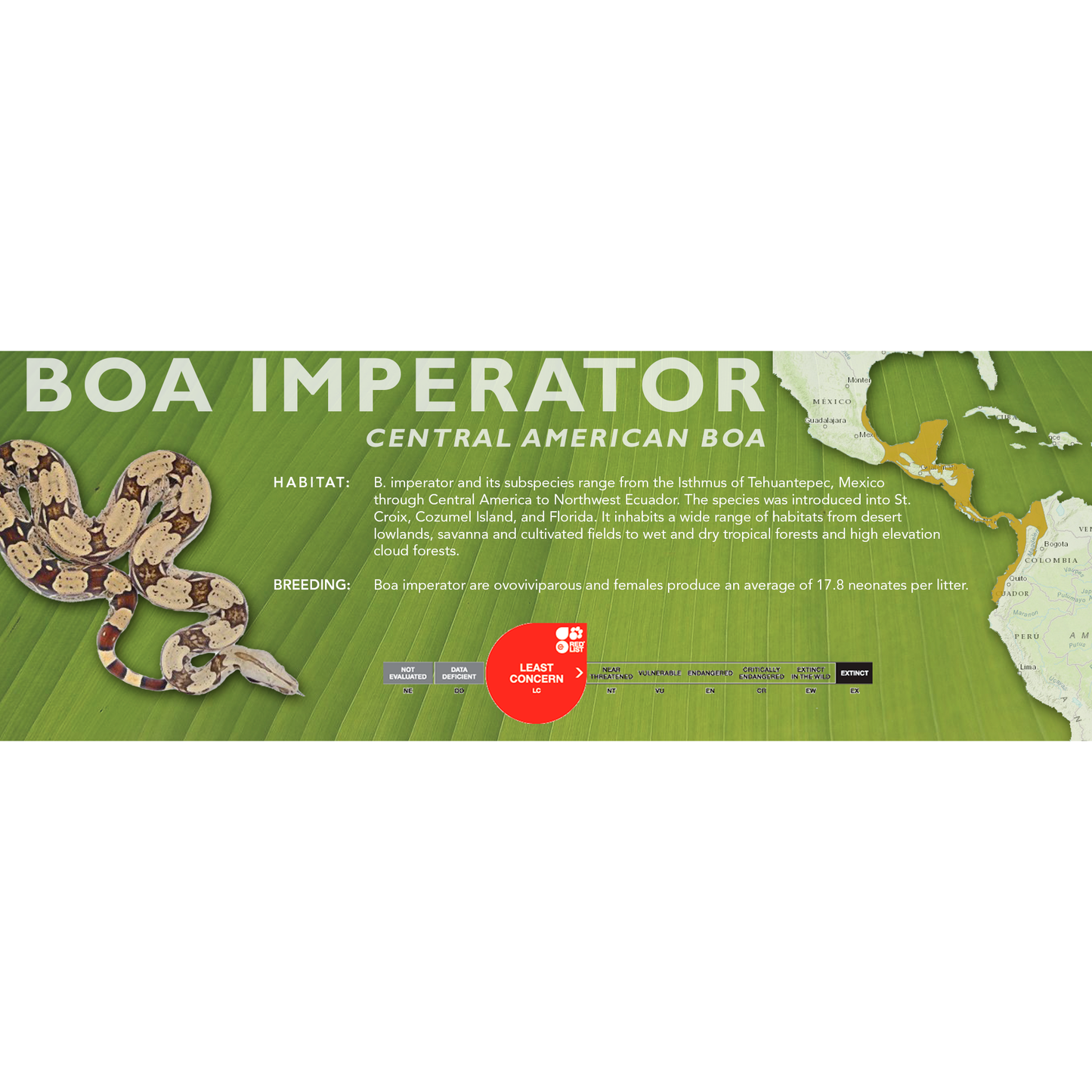 Central American Boa (Boa imperator) Classic Vivarium Label