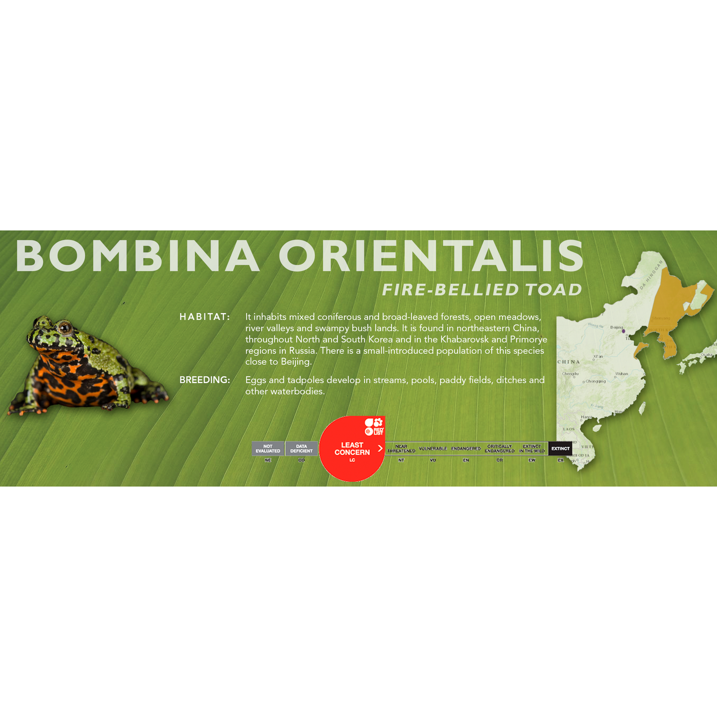 Fire-Bellied Toad (Bombina orientalis) - Classic Vivarium Label