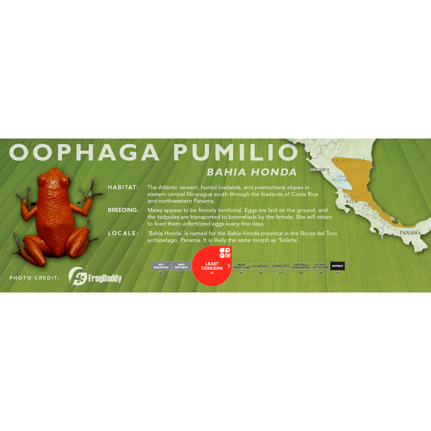 Oophaga pumilio - Classic Vivarium Label