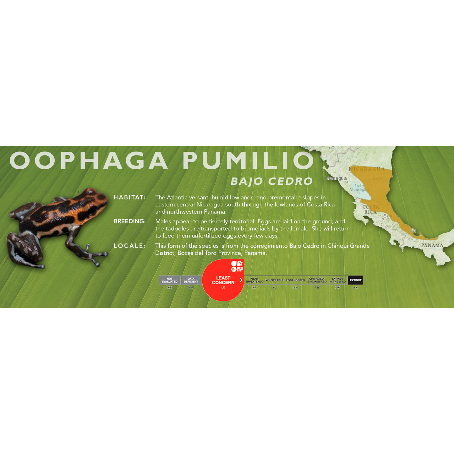 Oophaga pumilio - Classic Vivarium Label