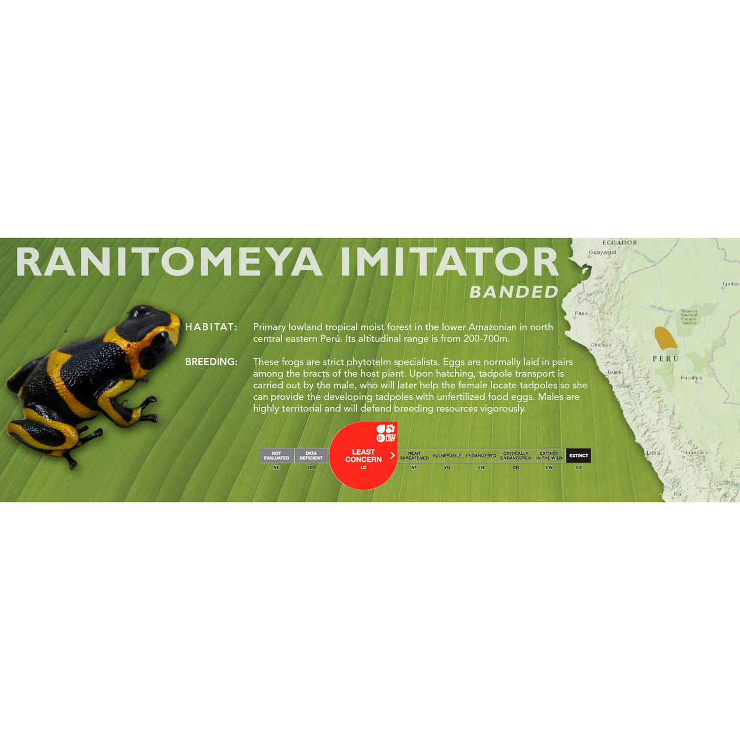Ranitomeya imitator - Classic Vivarium Label