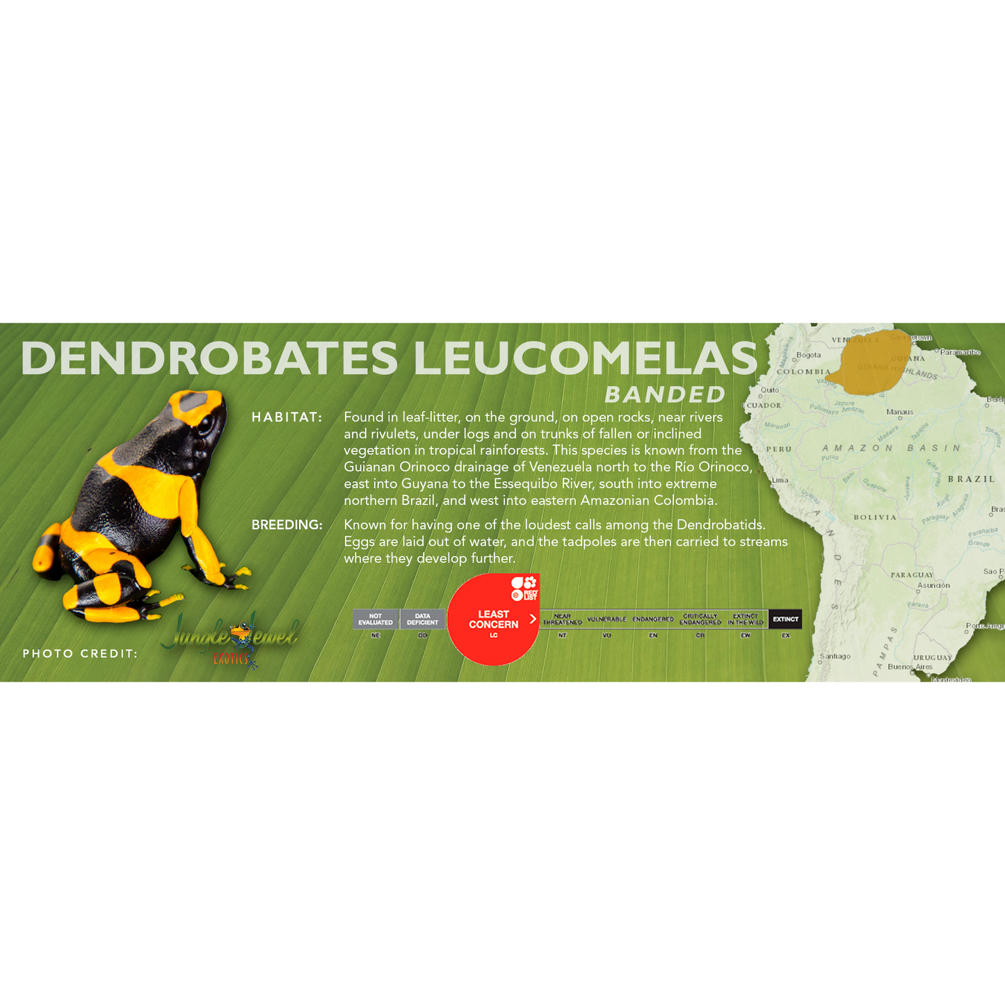 Dendrobates leucomelas - Classic Vivarium Label
