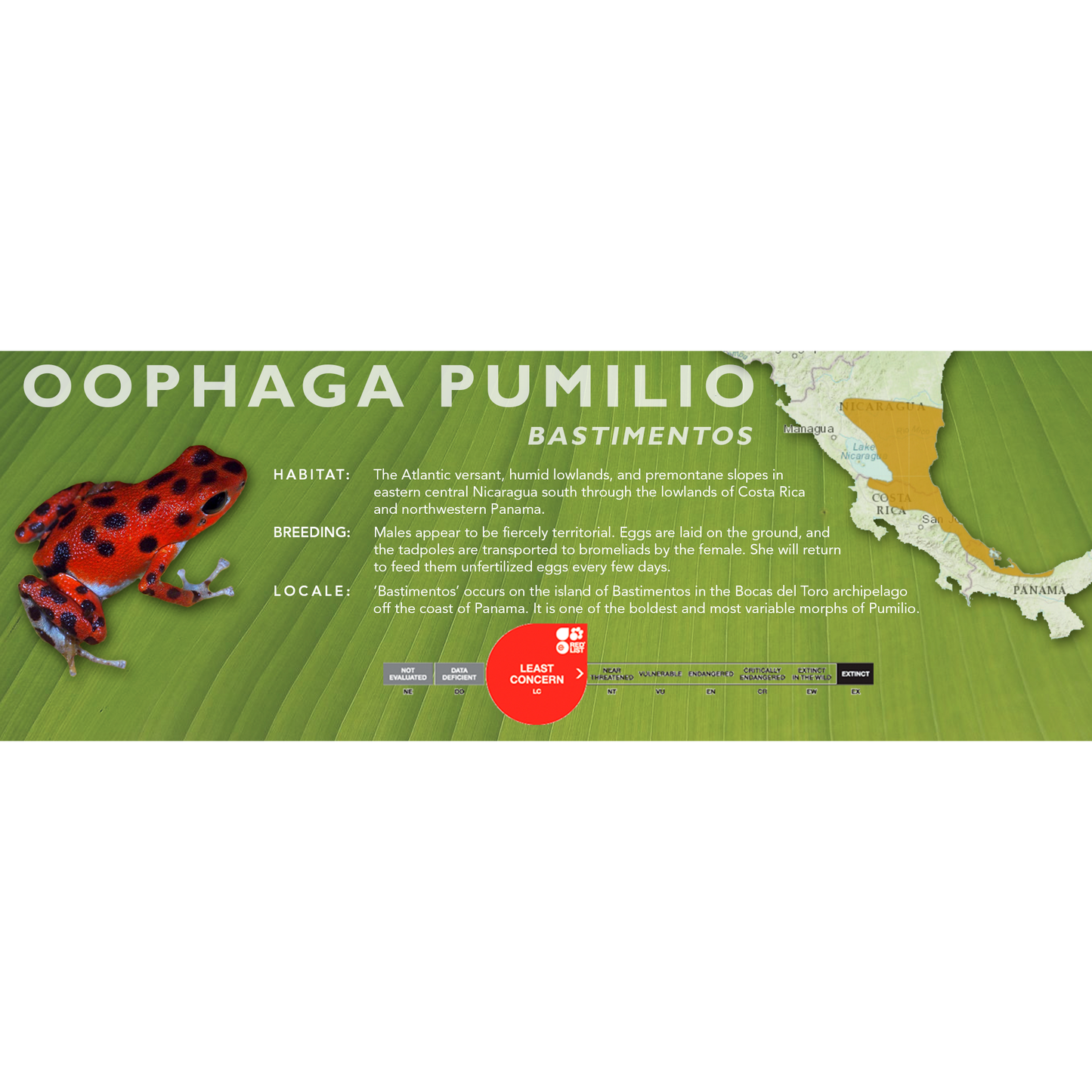 Oophaga pumilio - Classic Vivarium Label