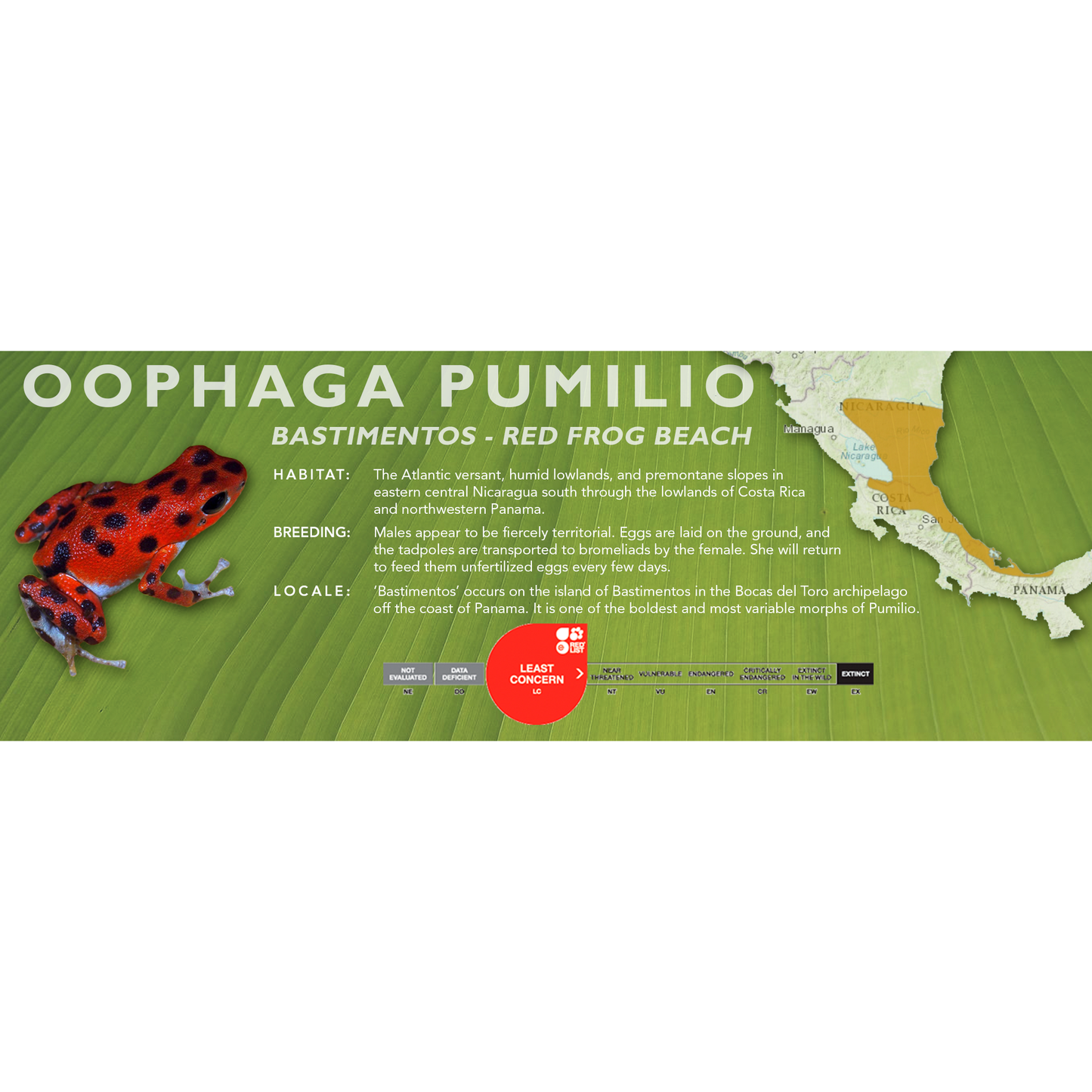 Oophaga pumilio - Classic Vivarium Label