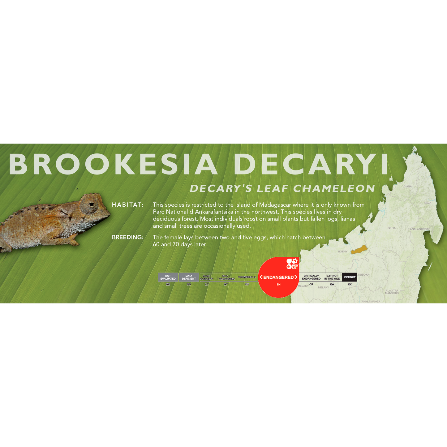 Decary's Leaf Chameleon (Brookesia decaryi) Classic Vivarium Label