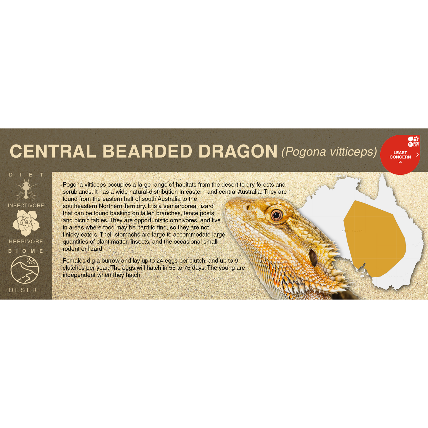 Central Bearded Dragon (Pogona vitticeps) - Black Series Vivarium Label