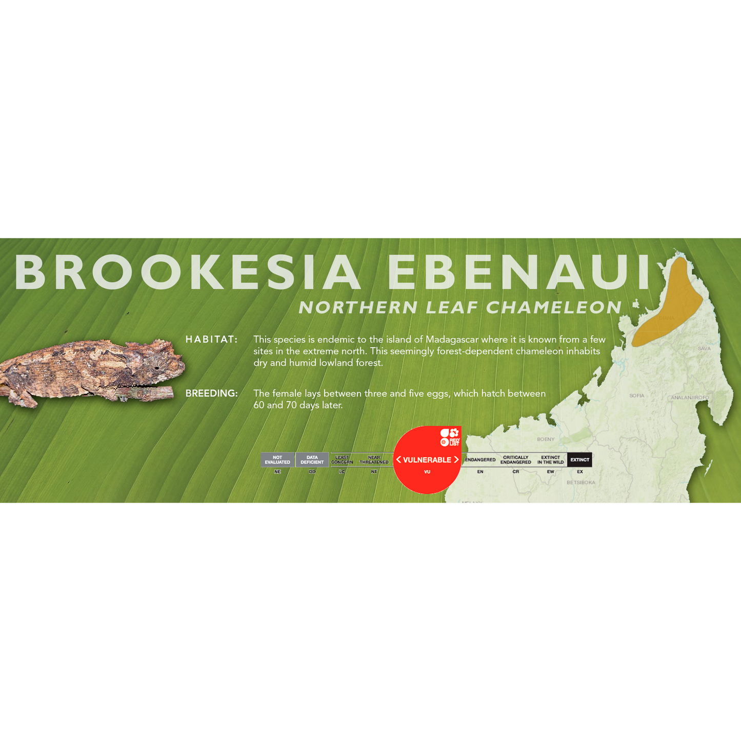 Northern Leaf Chameleon (Brookesia ebenaui) Classic Vivarium Label