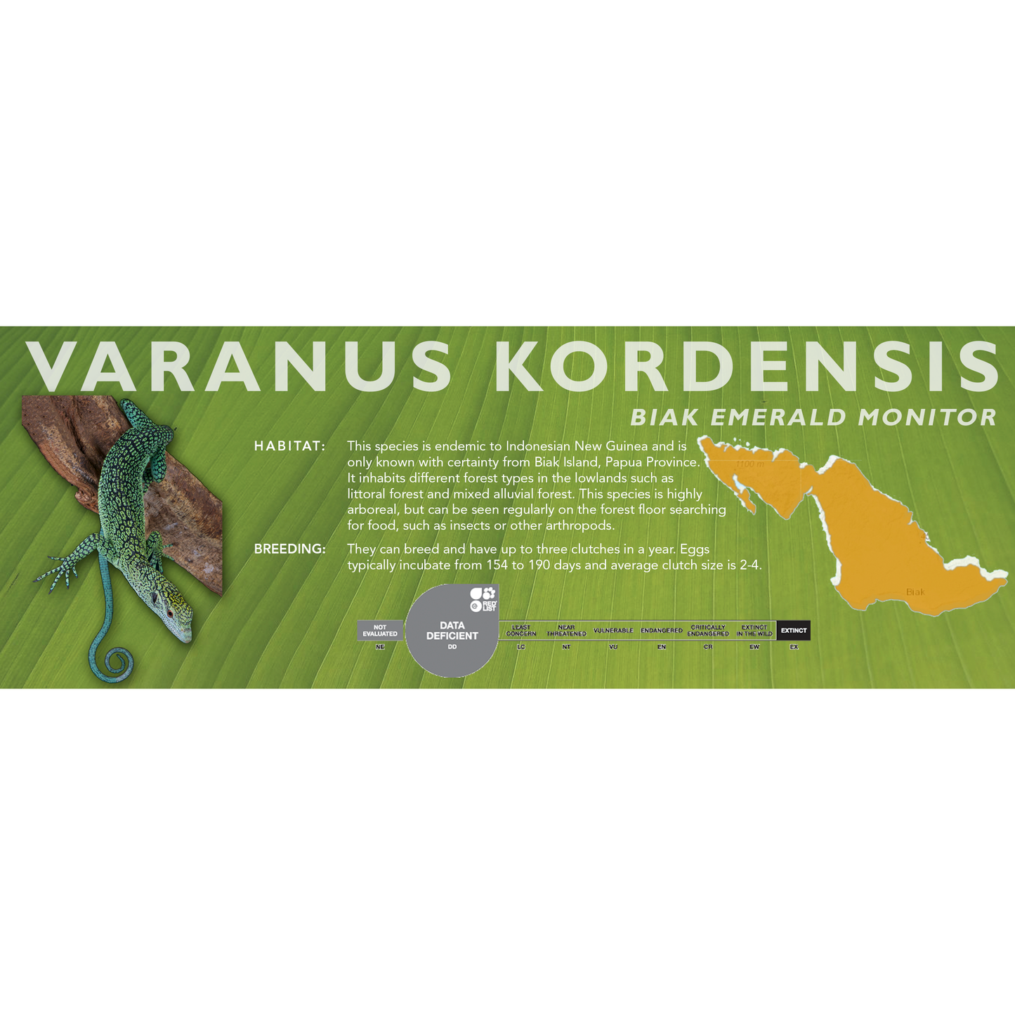 Biak Emerald Monitor (Varanus kordensis) Classic Vivarium Label