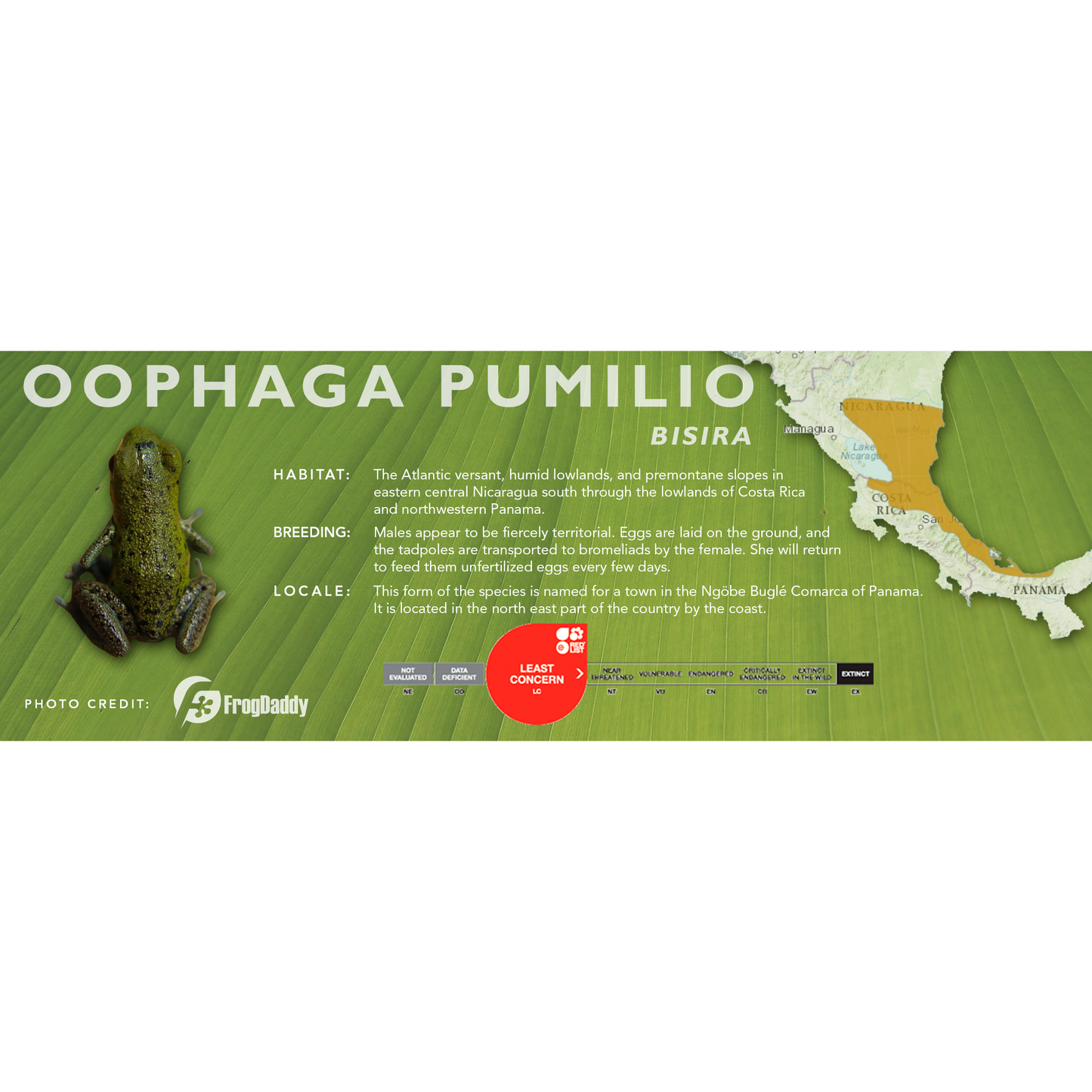 Oophaga pumilio - Classic Vivarium Label