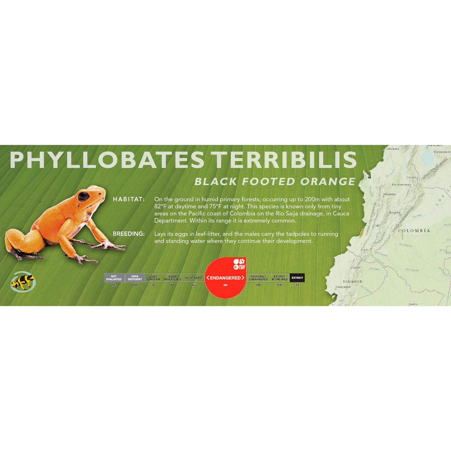 Phyllobates terribilis - Classic Vivarium Label