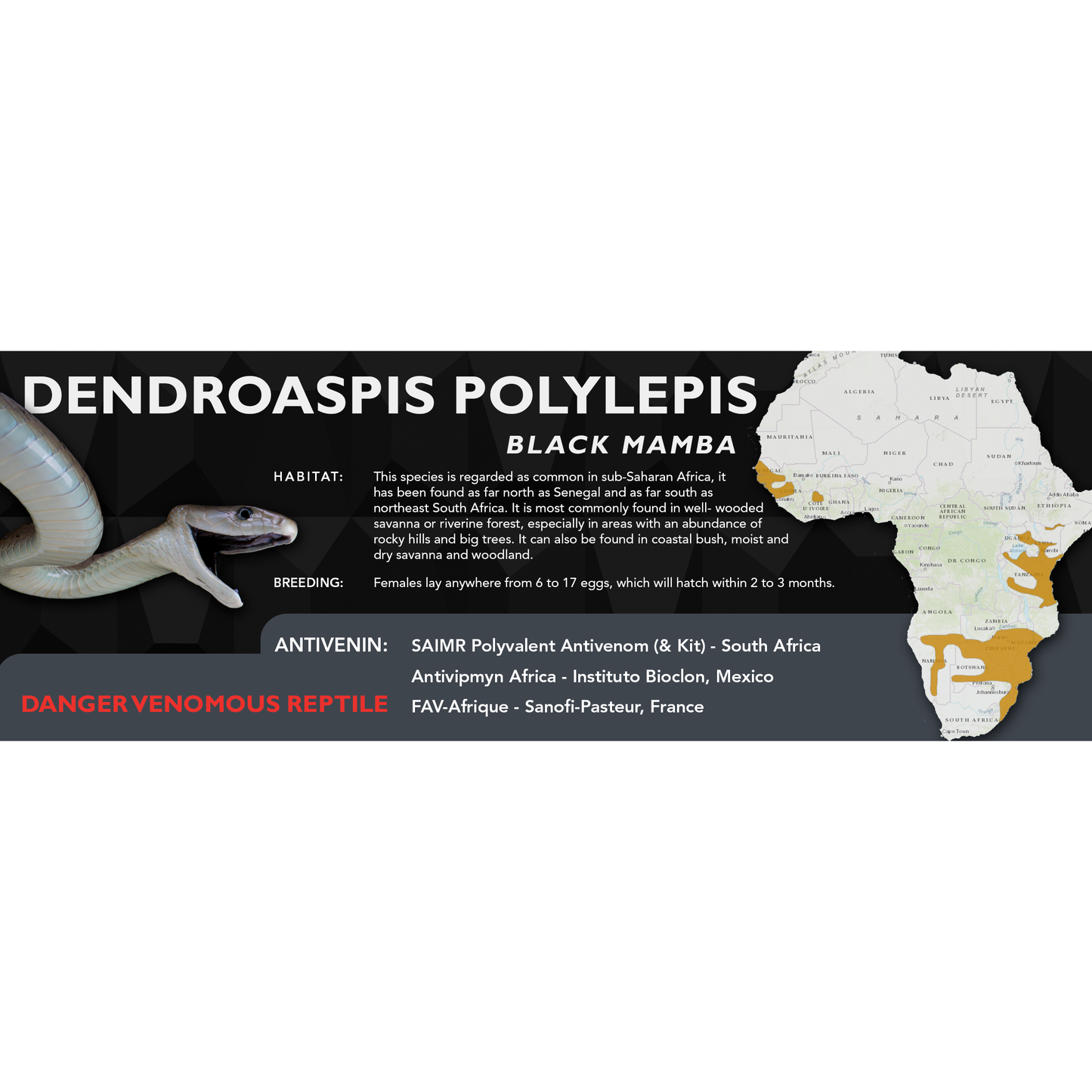 Black Mamba (Dendroaspis polylepis) Classic Vivarium Label