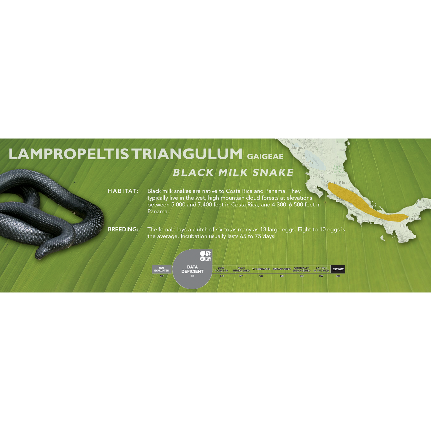 Black Milk Snake (Lampropeltis triangulum gaigeae) Classic Vivarium Label