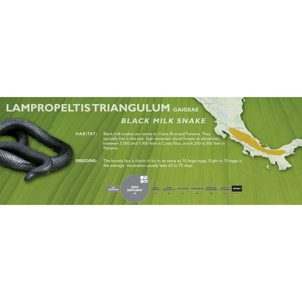 Black Milk Snake (Lampropeltis triangulum gaigeae) Standard Vivarium Label