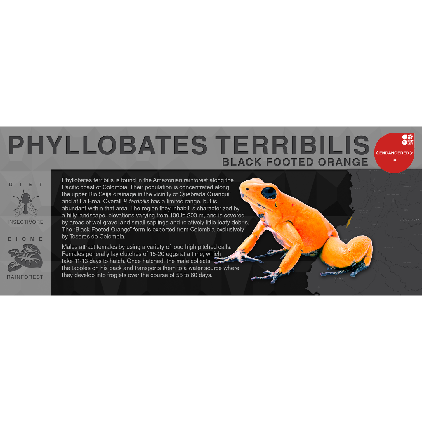 Phyllobates terribilis "Black Footed Orange" - Black Series Vivarium Label