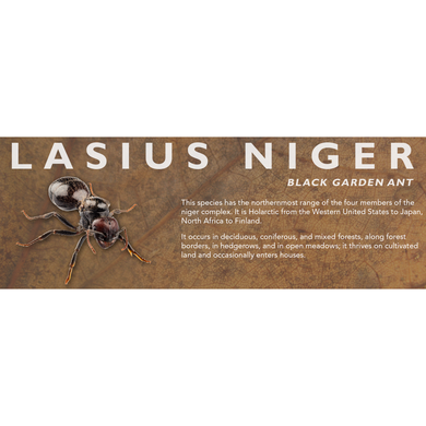 Lasius niger - Black Garden Ant Label