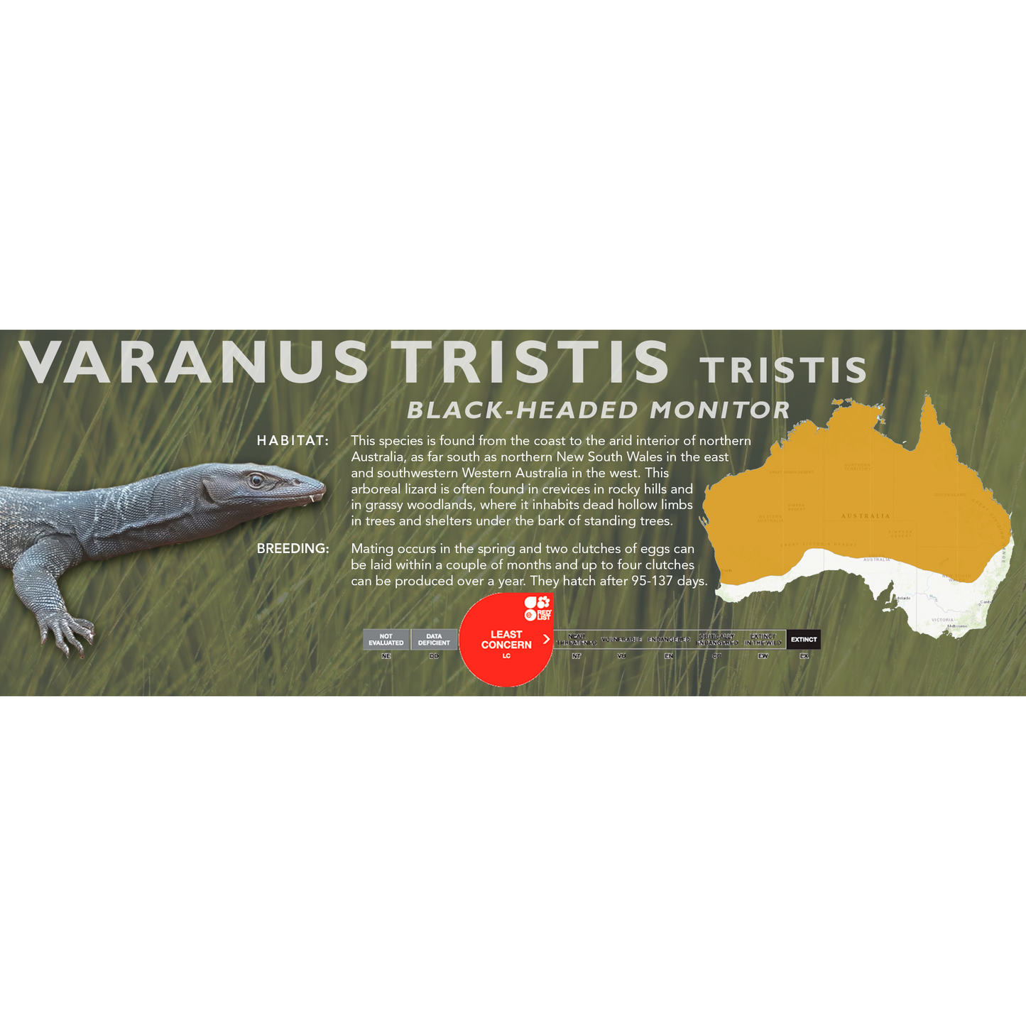 Black-Headed Monitor (Varanus tristis tristis) Classic Vivarium Label