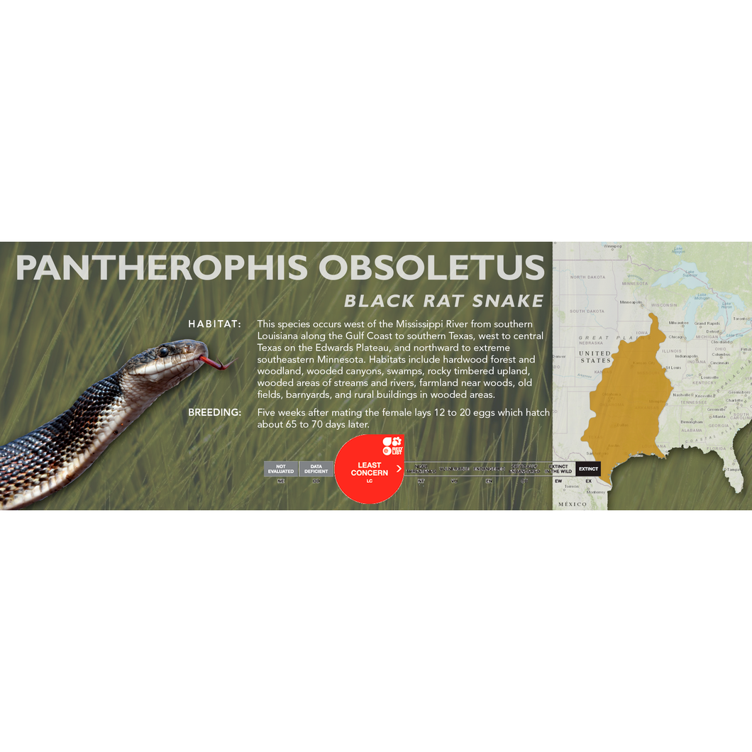 Black Rat Snake (Pantherophis obsoletus) Standard Vivarium Label