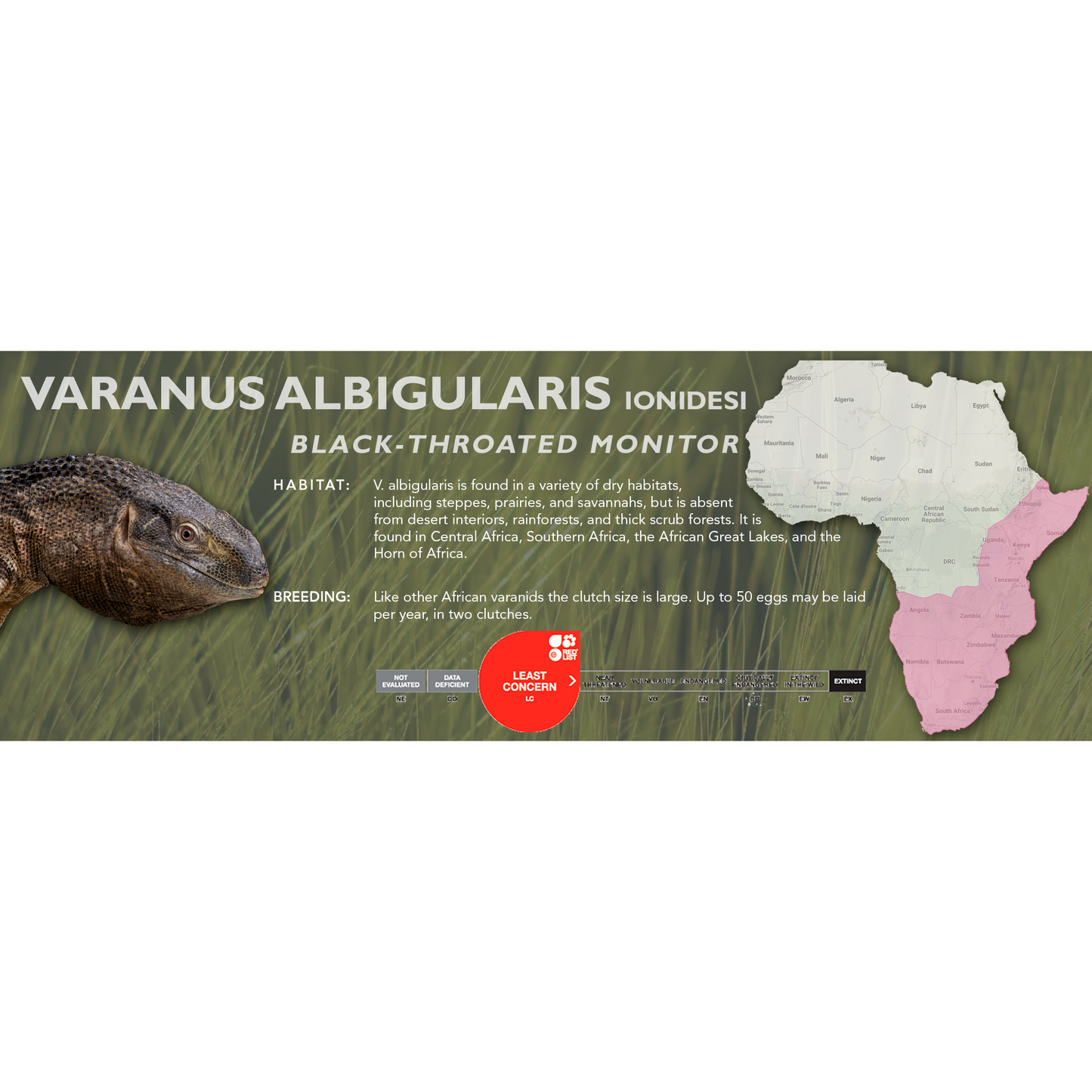 Black-Throated Monitor (Varanus albigularis ionidesi) Classic Vivarium Label