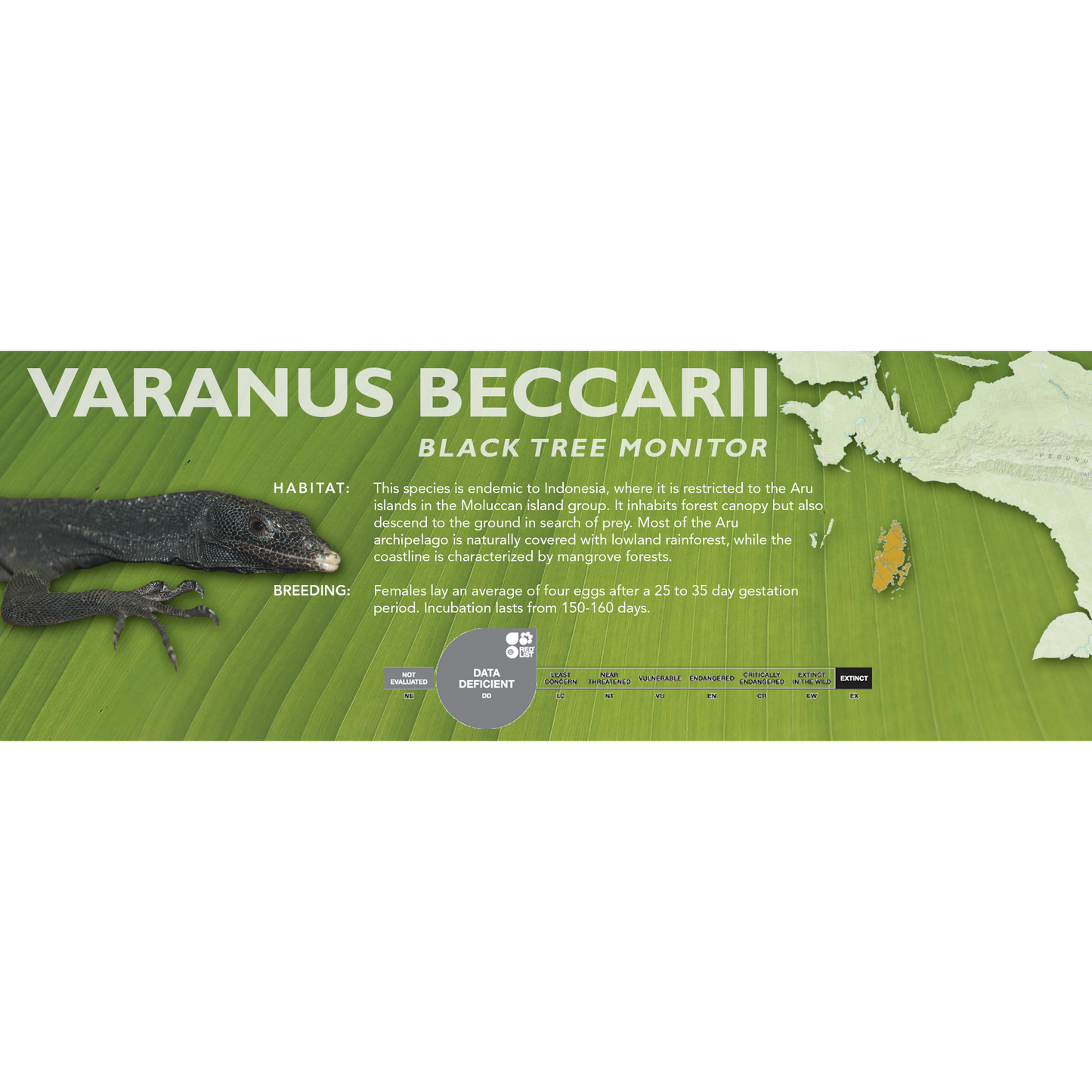 Black Tree Monitor (Varanus beccarii) Classic Vivarium Label