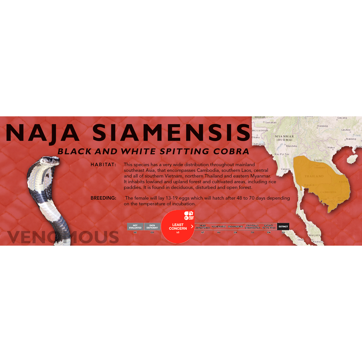 Black and White Spitting Cobra (Naja siamensis) Classic Vivarium Label