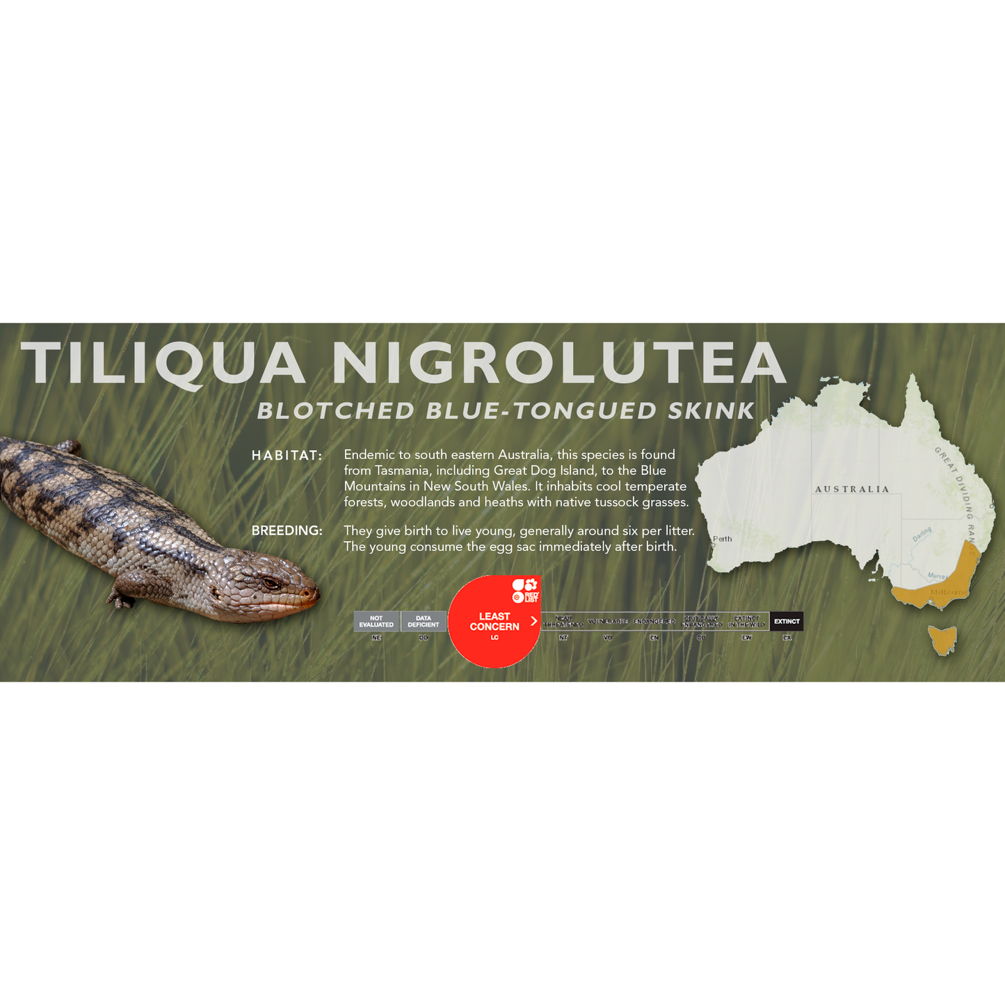 Blotched Blue-Tongued Skink (Tiliqua nigrolutea) Classic Vivarium Label