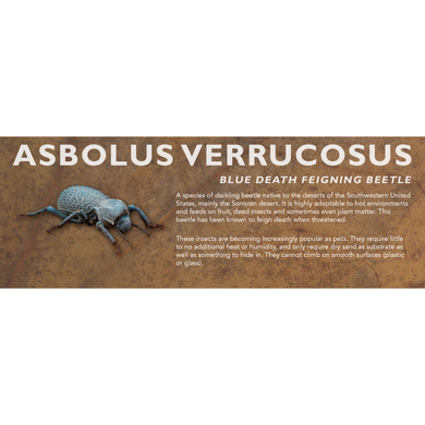 Asbolus verrucosus (Blue Death Feigning Beetle) - Beetle Label