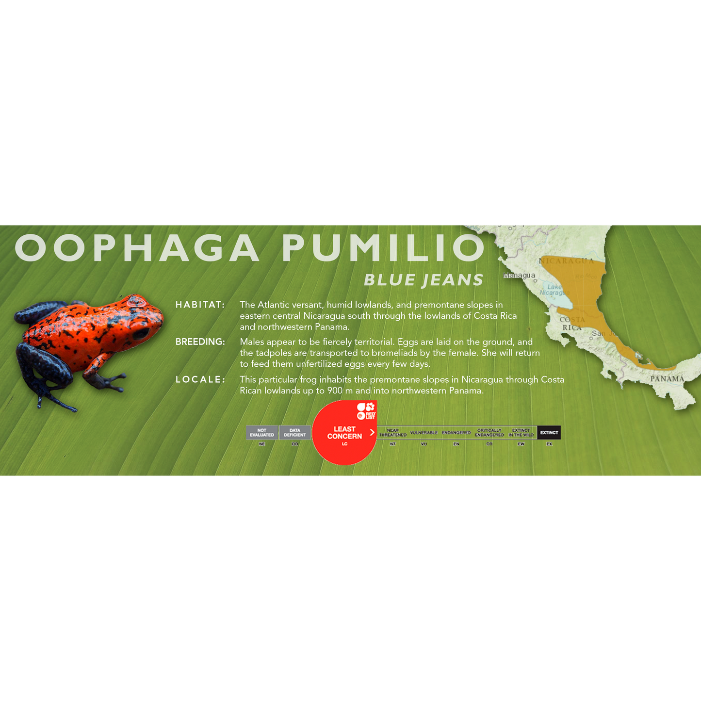 Oophaga pumilio - Classic Vivarium Label