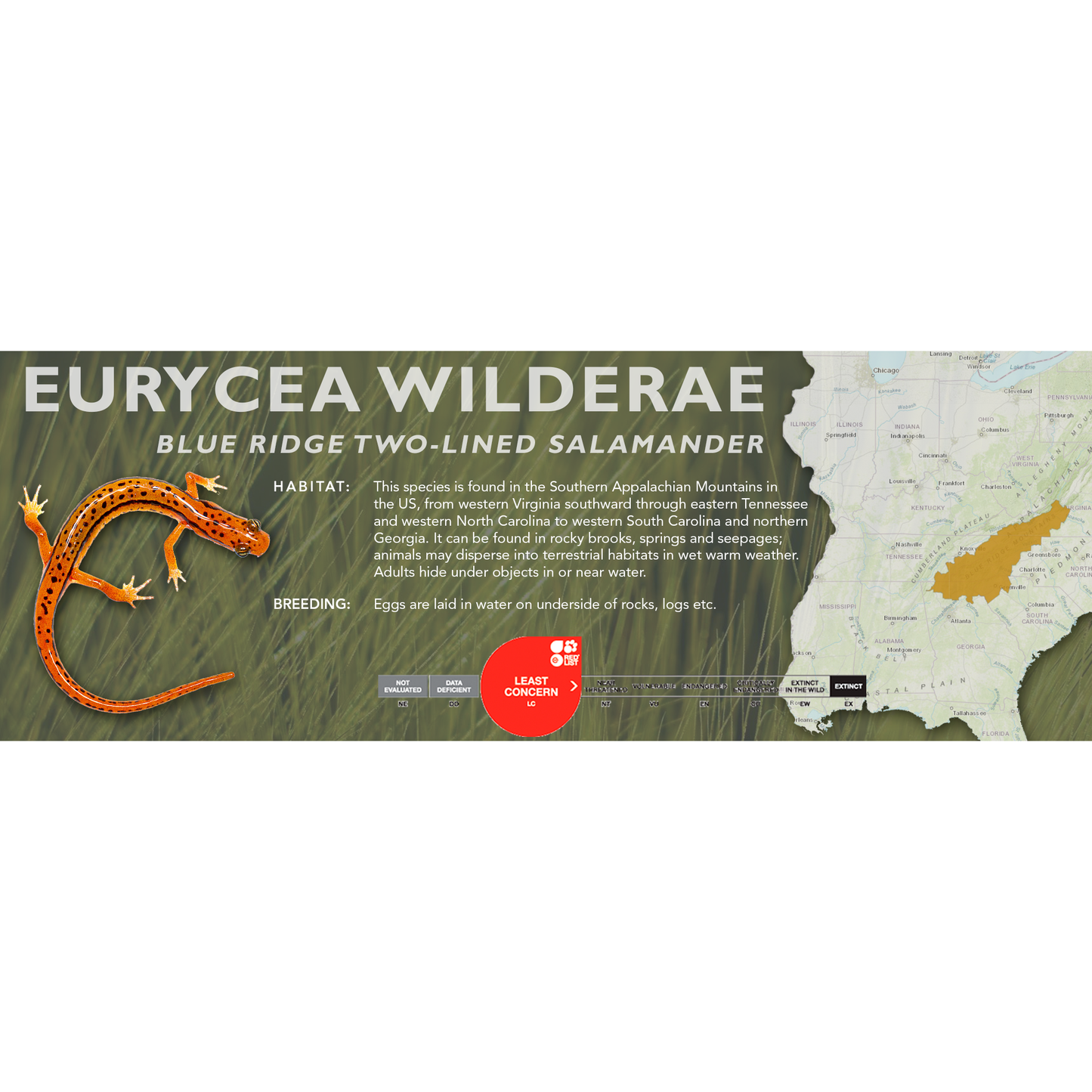 Blue Ridge Two-Lined Salamander (Eurycea wilderae) - Classic Vivarium Label