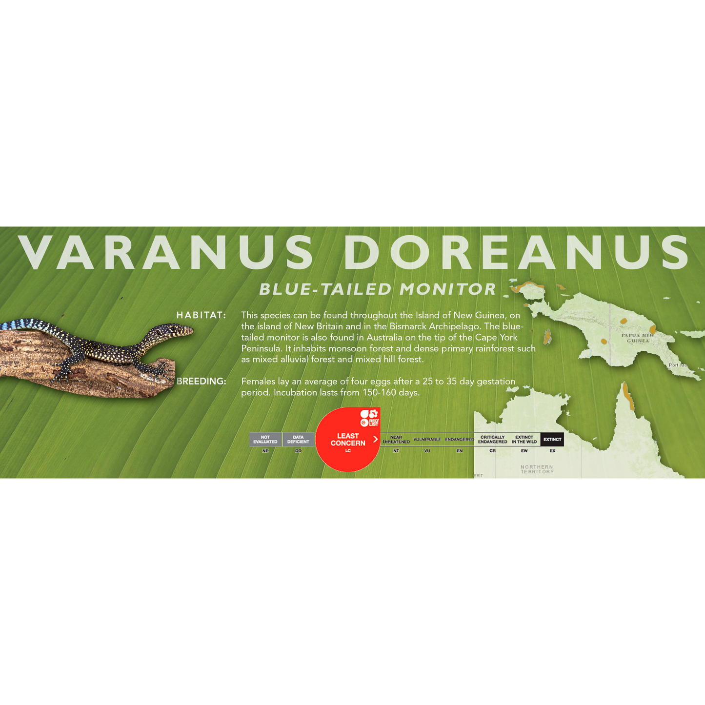 Blue-Tailed Monitor (Varanus doreanus) Classic Vivarium Label