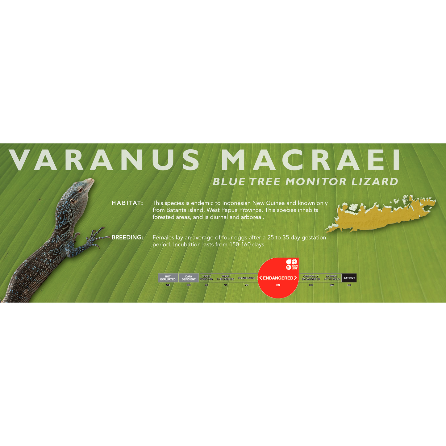 Blue Tree Monitor (Varanus macraei) Classic Vivarium Label