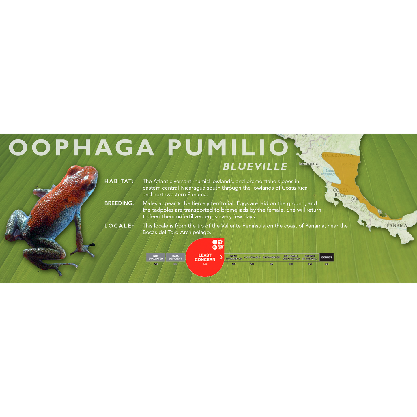 Oophaga pumilio - Classic Vivarium Label