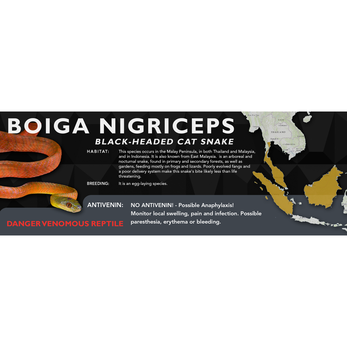 Black-Headed Cat Snake (Boiga nigriceps) Classic Vivarium Label