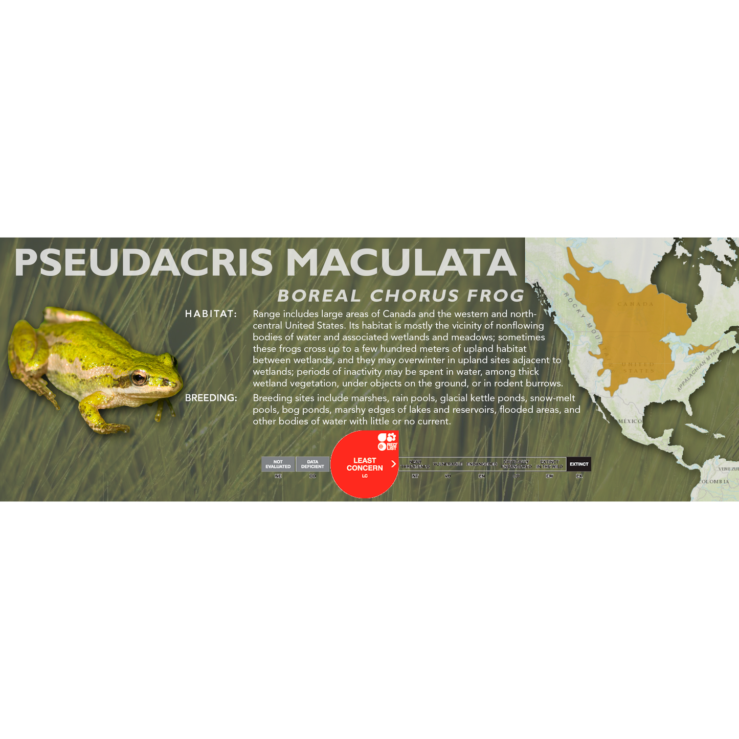 Boreal Chorus Frog (Pseudacris maculata) - Classic Vivarium Label