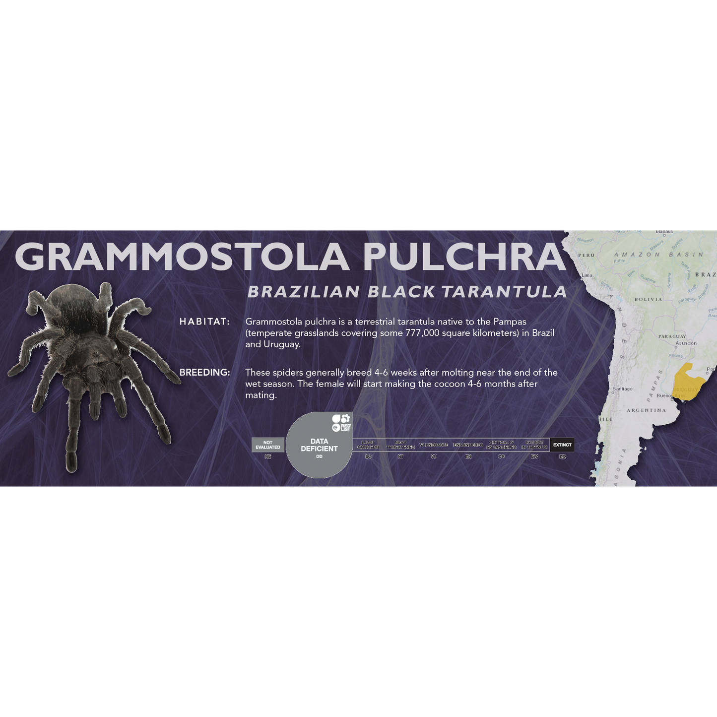 Brazilian Black Tarantula (Grammostola pulchra) - Classic Vivarium Label