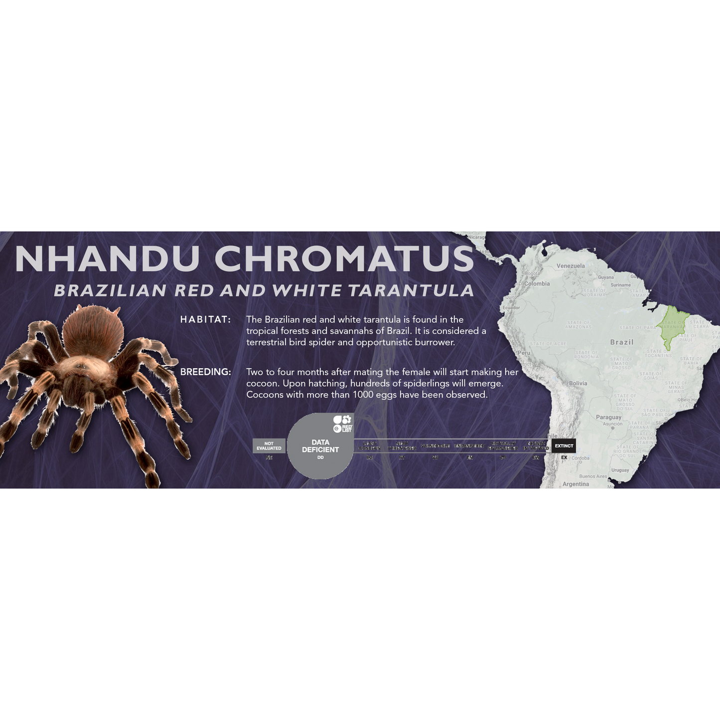 Brazilian Red and White Tarantula (Nhandu chromatus) - Classic Vivarium Label