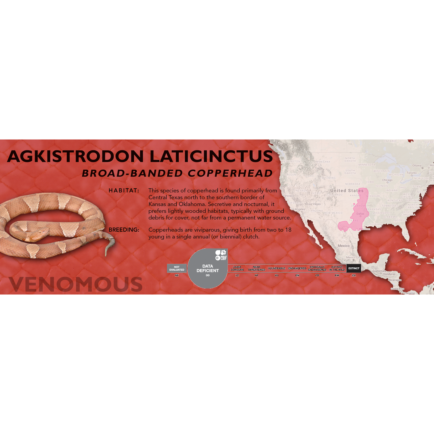 Broad-Banded Copperhead (Agkistrodon laticinctus) Classic Vivarium Label