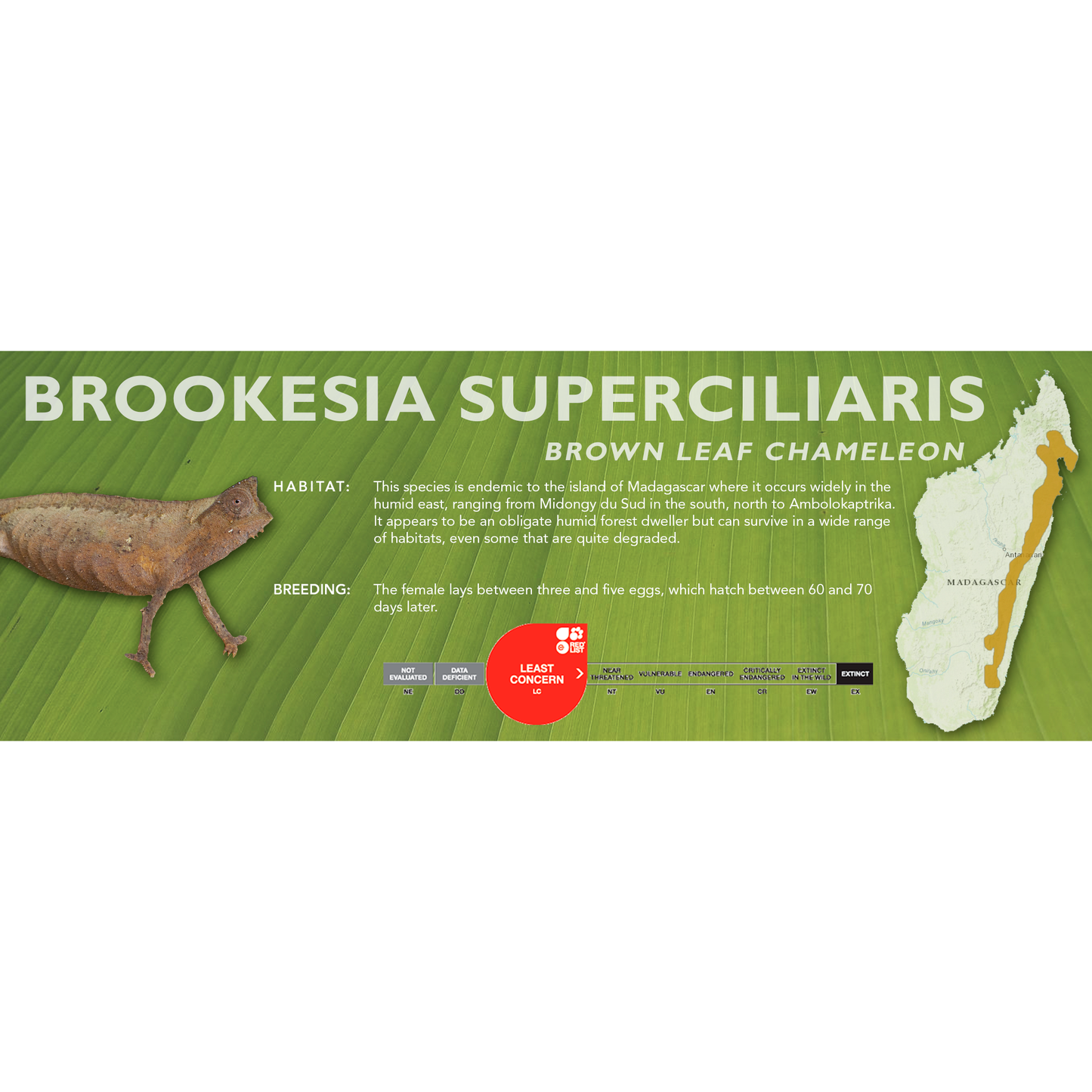 Brown Leaf Chameleon (Brookesia superciliaris) Classic Vivarium Label