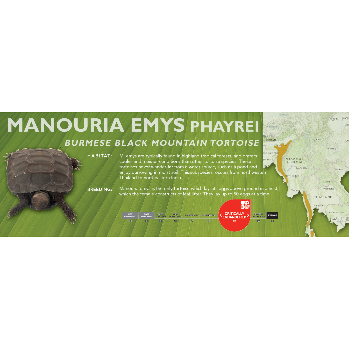 Burmese Black Mountain Tortoise (Manouria emys phayrei) - Classic Vivarium Label