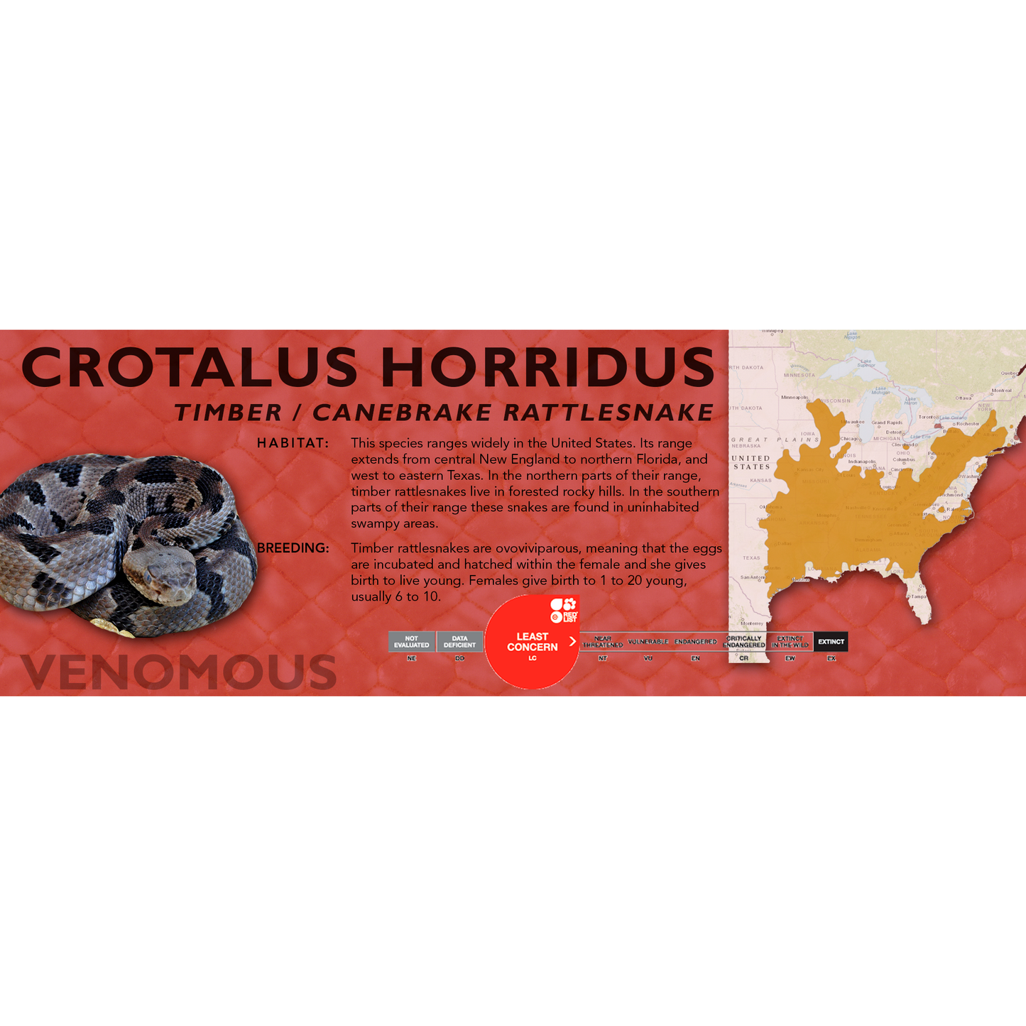 Timber / Canebrake Rattlesnake (Crotalus horridus) Classic Vivarium Label