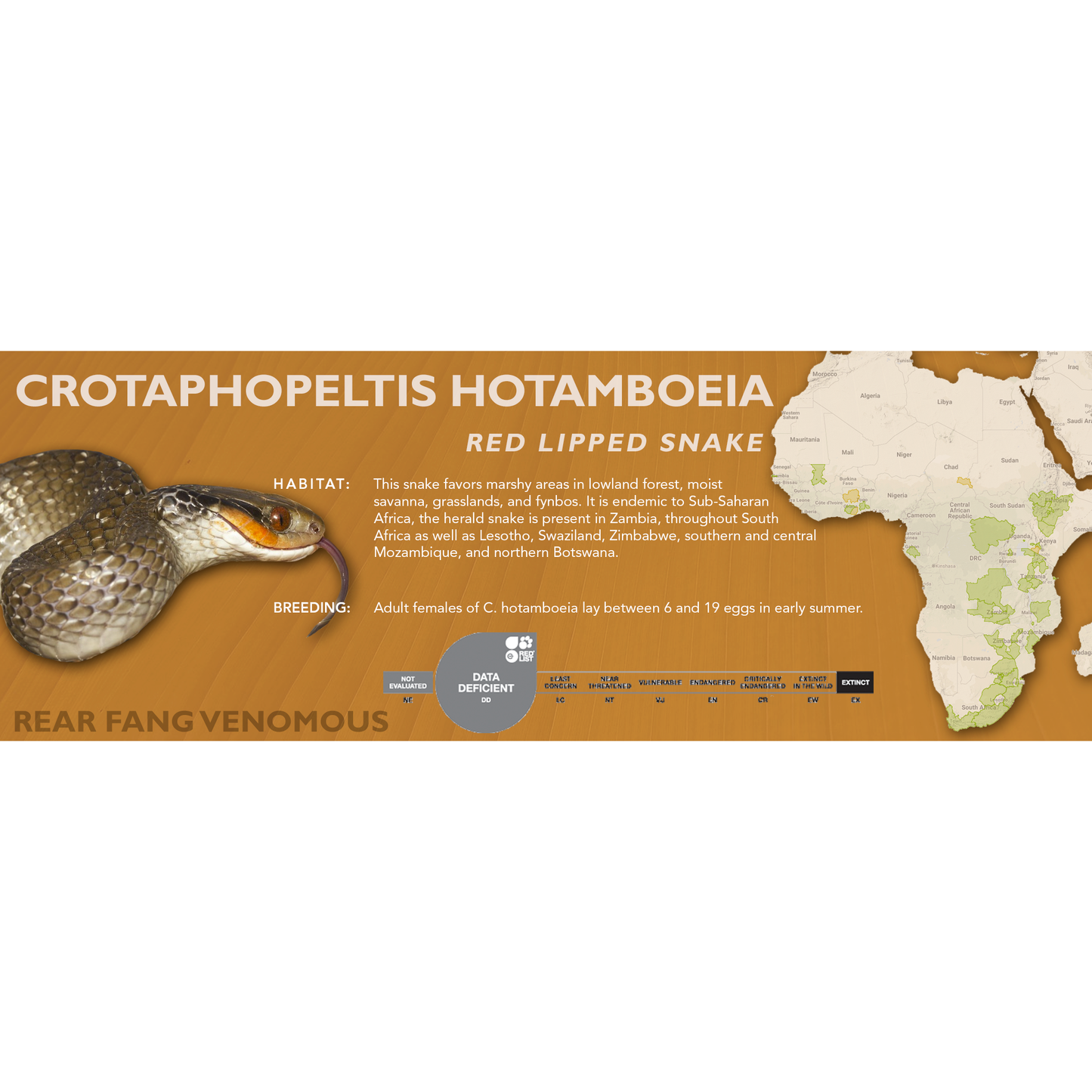 Red Lipped Snake (Crotaphopeltis hotamboeia) Classic Vivarium Label