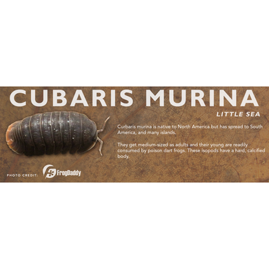 Cubaris murina - Isopod Label