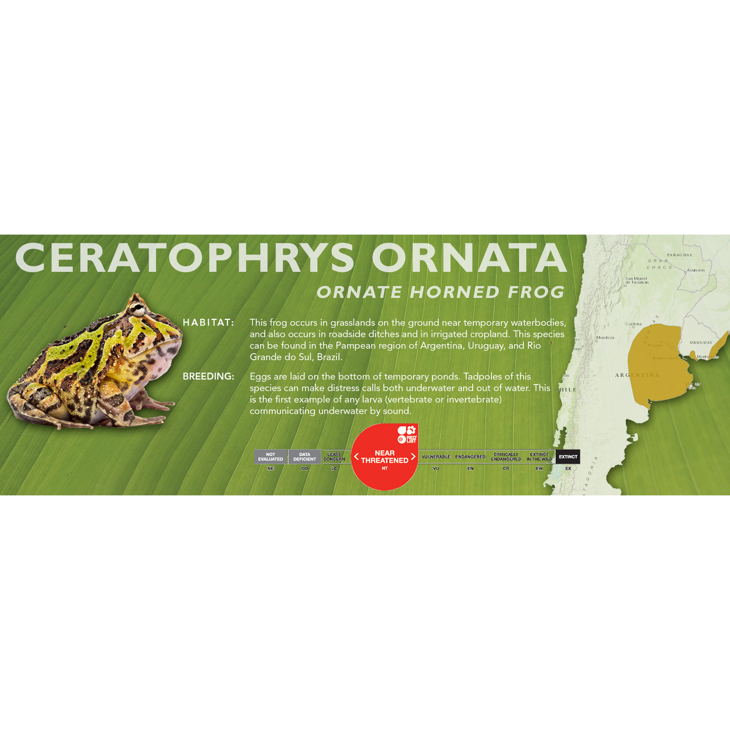 Ornate Horned Frog (Ceratophrys ornata) - Classic Vivarium Label