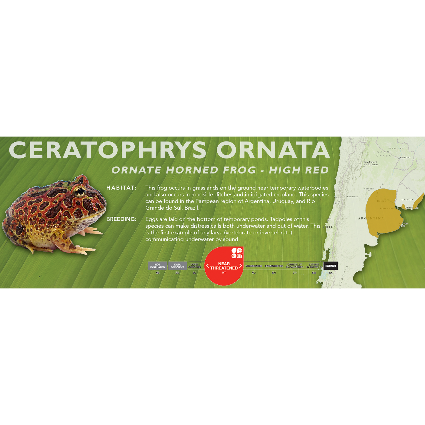 Ornate Horned Frog (Ceratophrys ornata) - Classic Vivarium Label