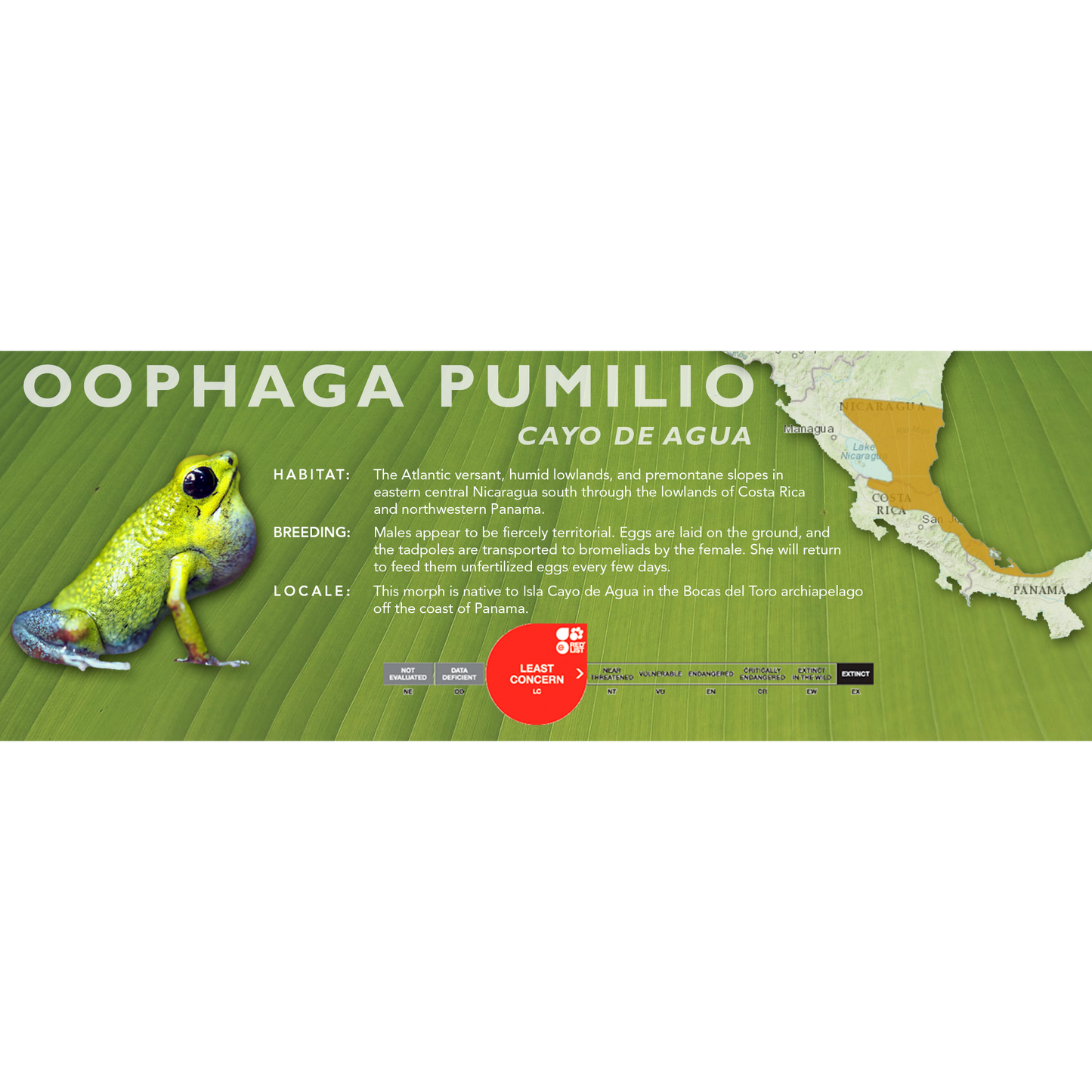 Oophaga pumilio - Classic Vivarium Label