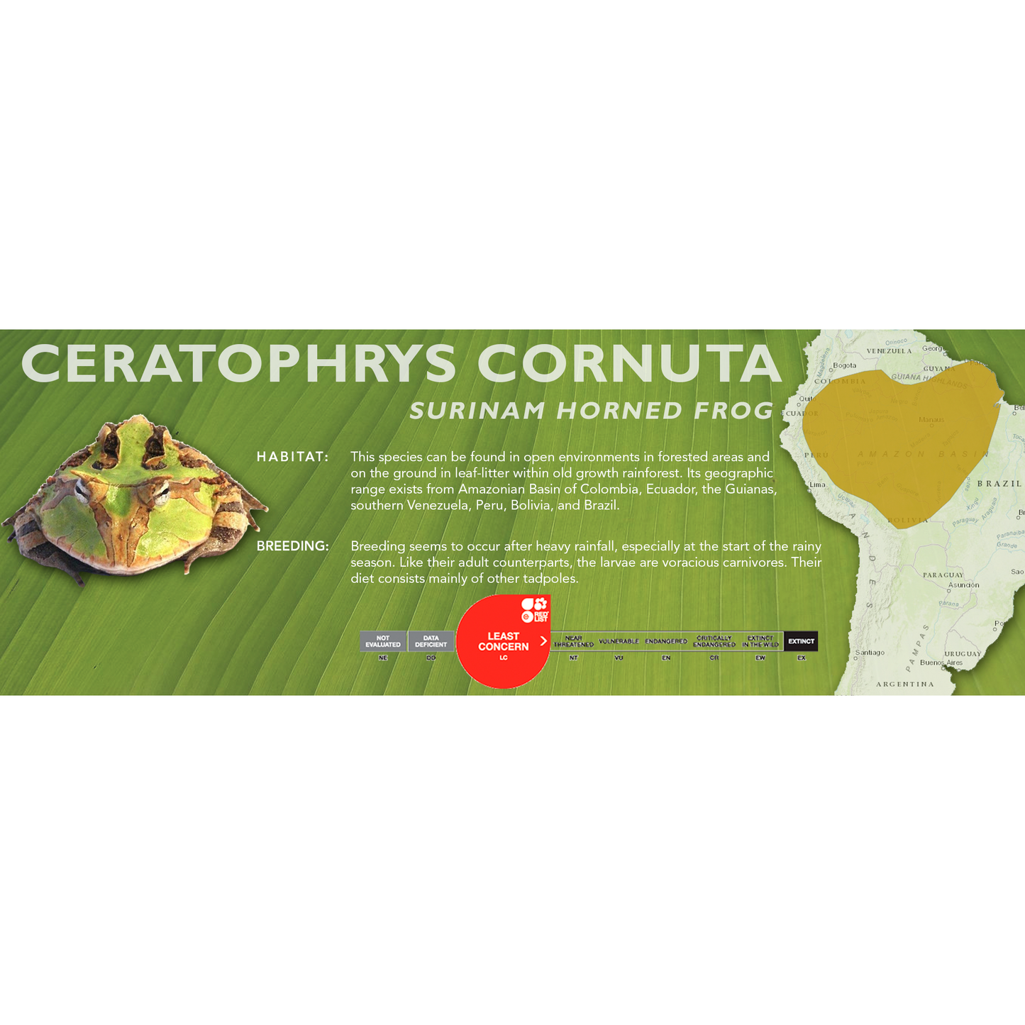 Surinam Horned Frog (Ceratophrys cornuta) - Classic Vivarium Label