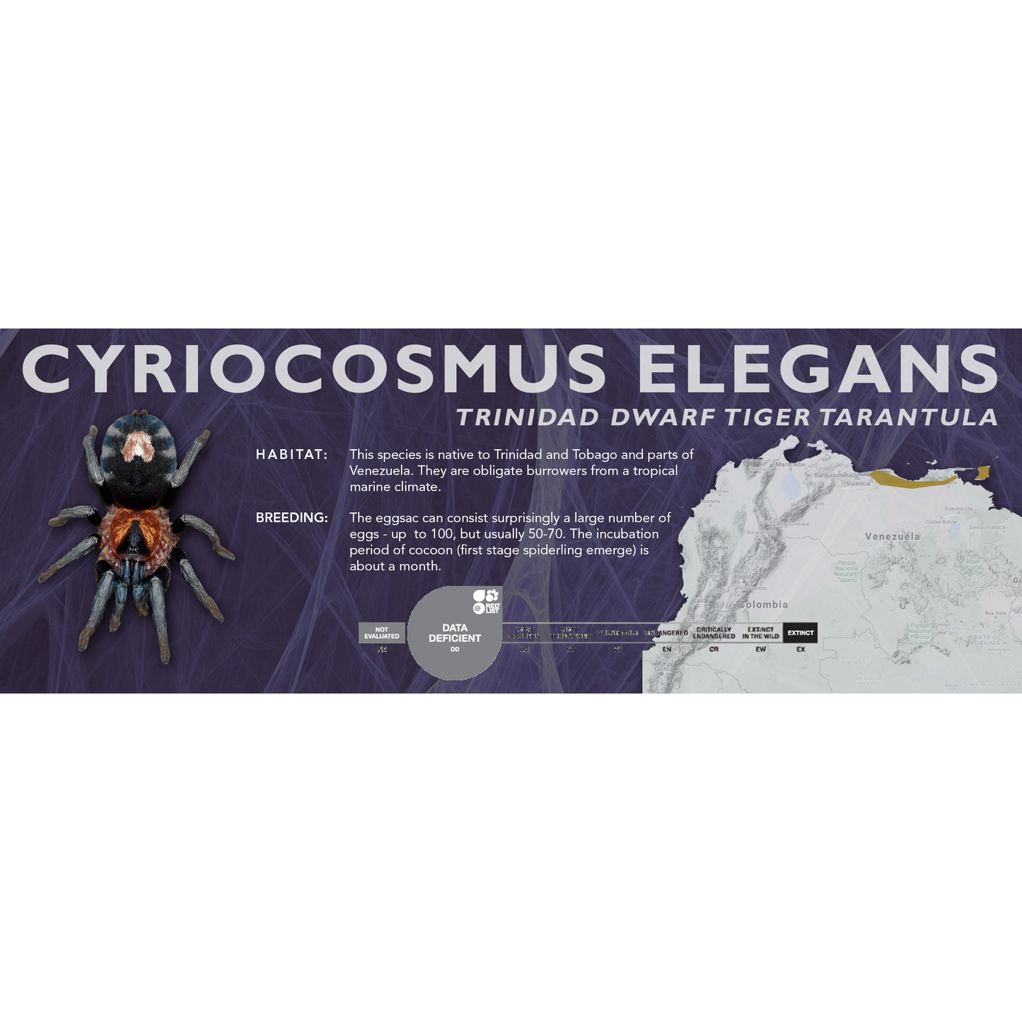 Trinidad Dwarf Tiger Tarantula (Cyriocosmus elegans) - Classic Vivarium Label
