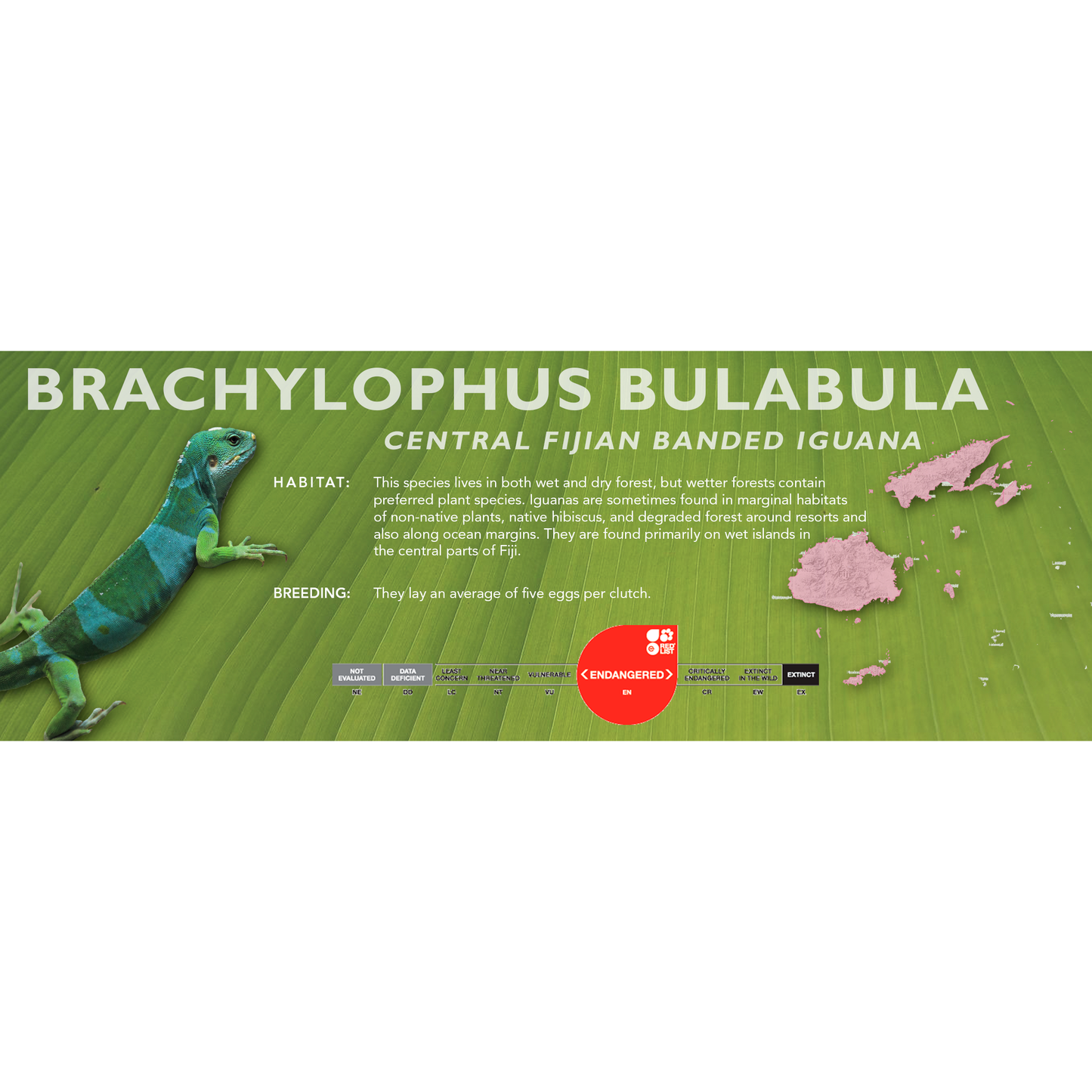 Central Fijian Banded Iguana (Brachylophus bulabula) Classic Vivarium Label