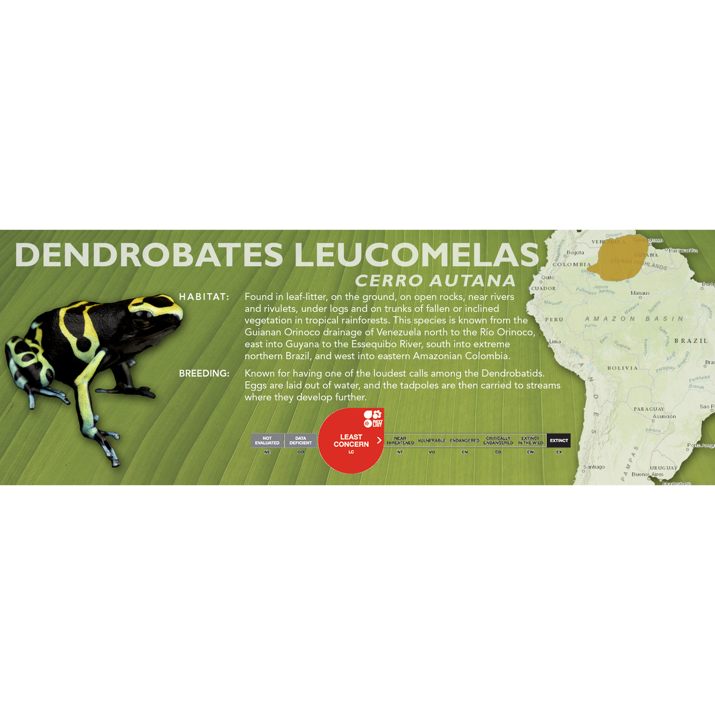 Dendrobates leucomelas - Classic Vivarium Label