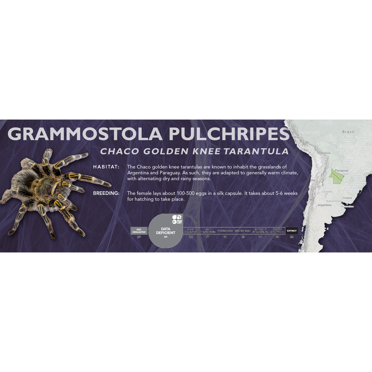 Chaco Golden Knee Tarantula (Grammostola pulchripes) - Classic Vivarium Label